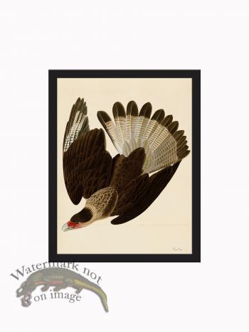 Rudbeck CFA_BF 46 Cara Cara